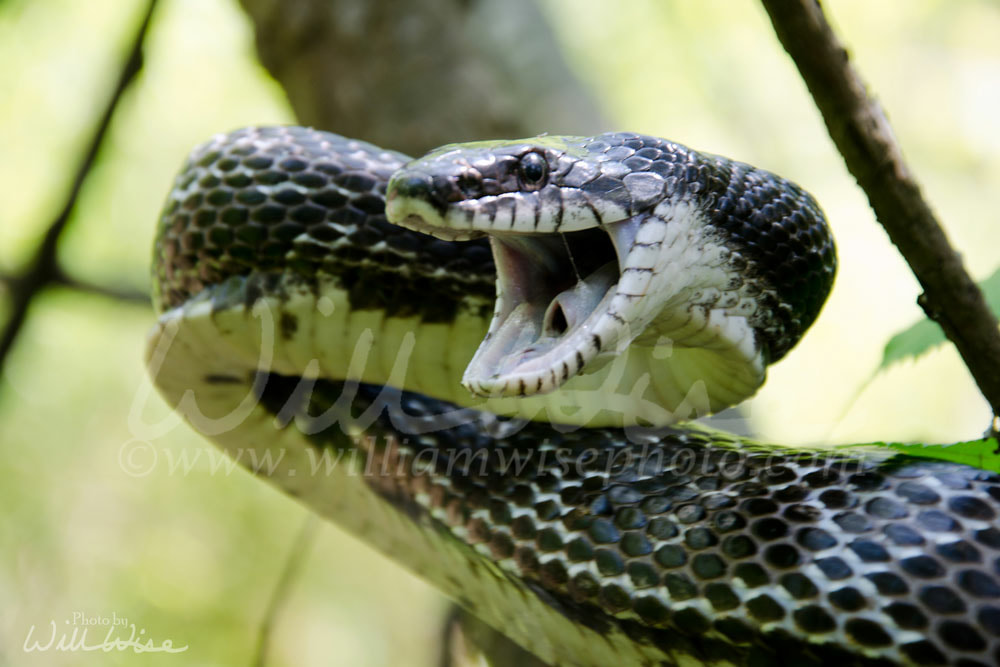 Striking Eastern Black Ratsnake Picture