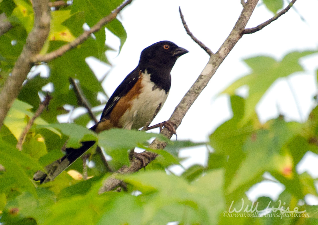 Eastern Towhee Picture