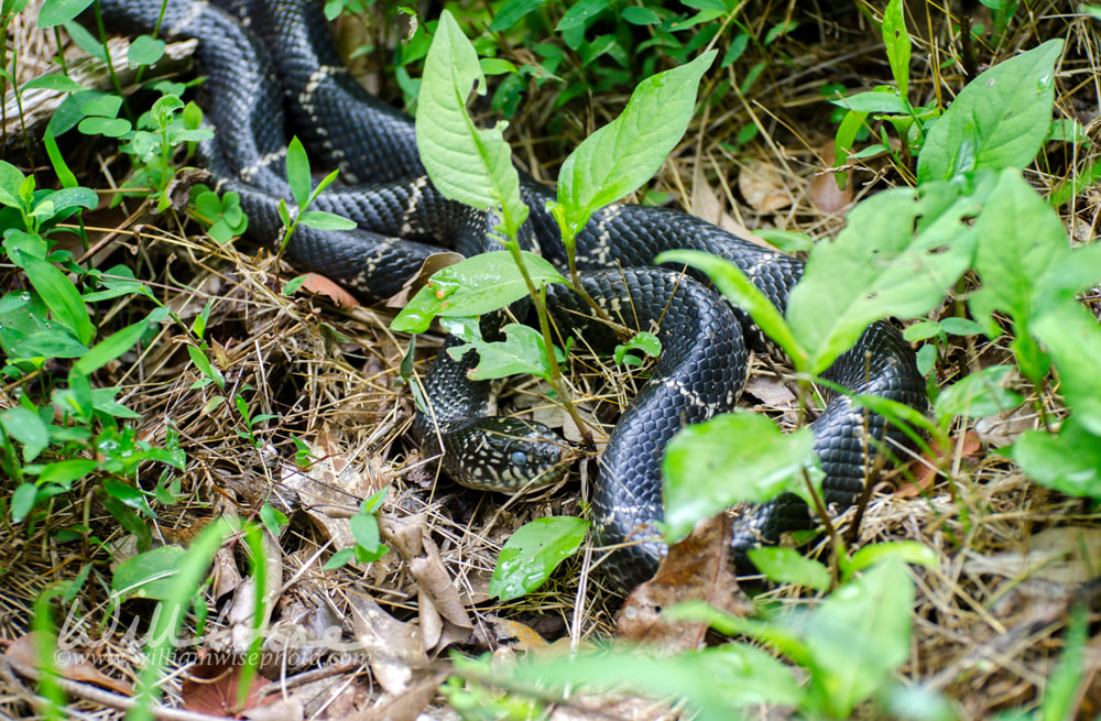 Eastern Kingsnake Picture