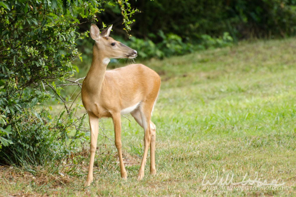 Whitetailed Deer Fawn Picture