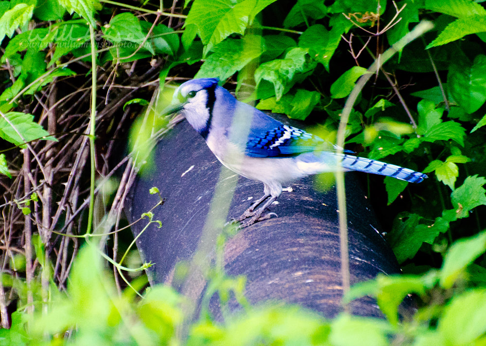 Blue JayPicture