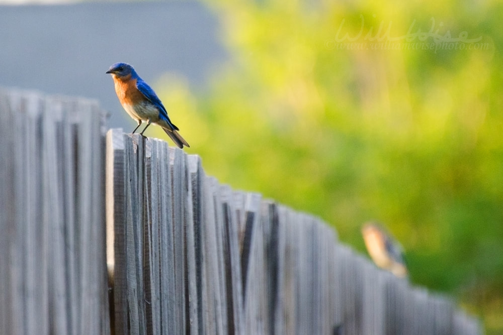 Eastern Bluebird Picture