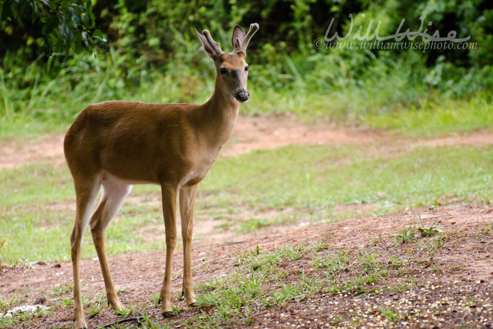 Deer in Velvet antlers Picture