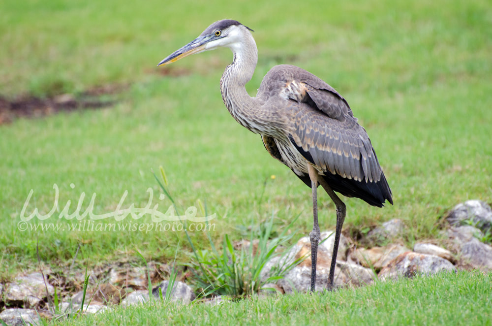 Juvenile Great Blue Heron Picture