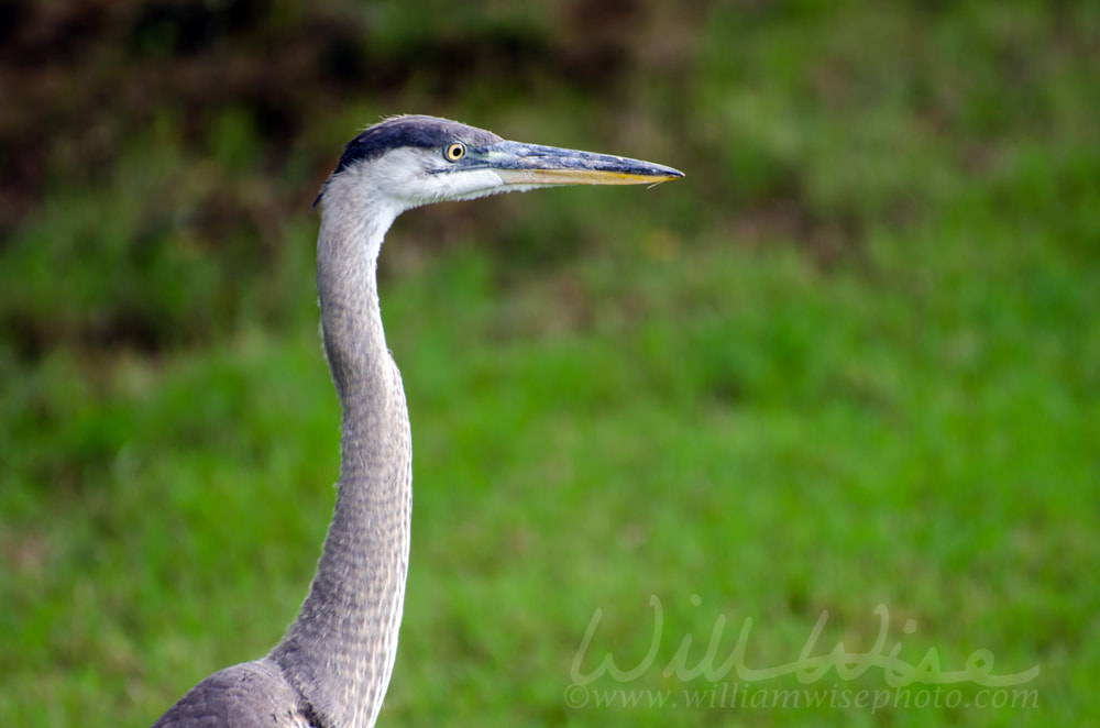 Juvenile Great Blue Heron head shot, Athens, Georgia Picture