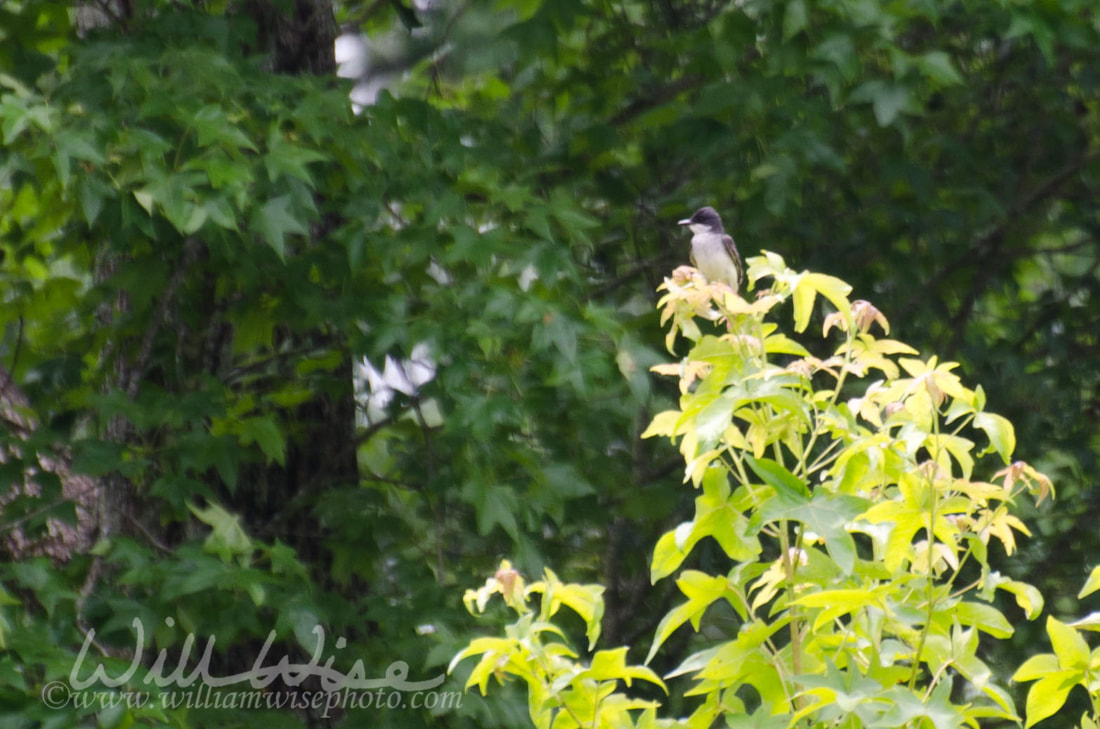 Eastern Kingbird Picture