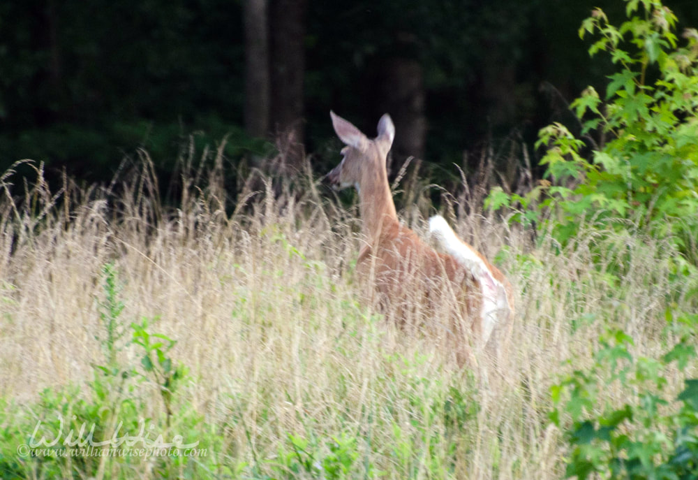 Leaping doe deer Picture