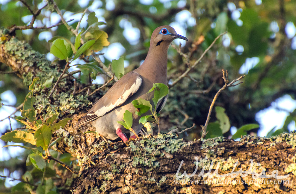 White Winged Dove Picture