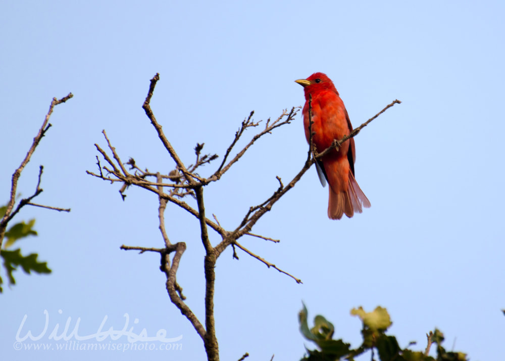 Summer Tanager Picture