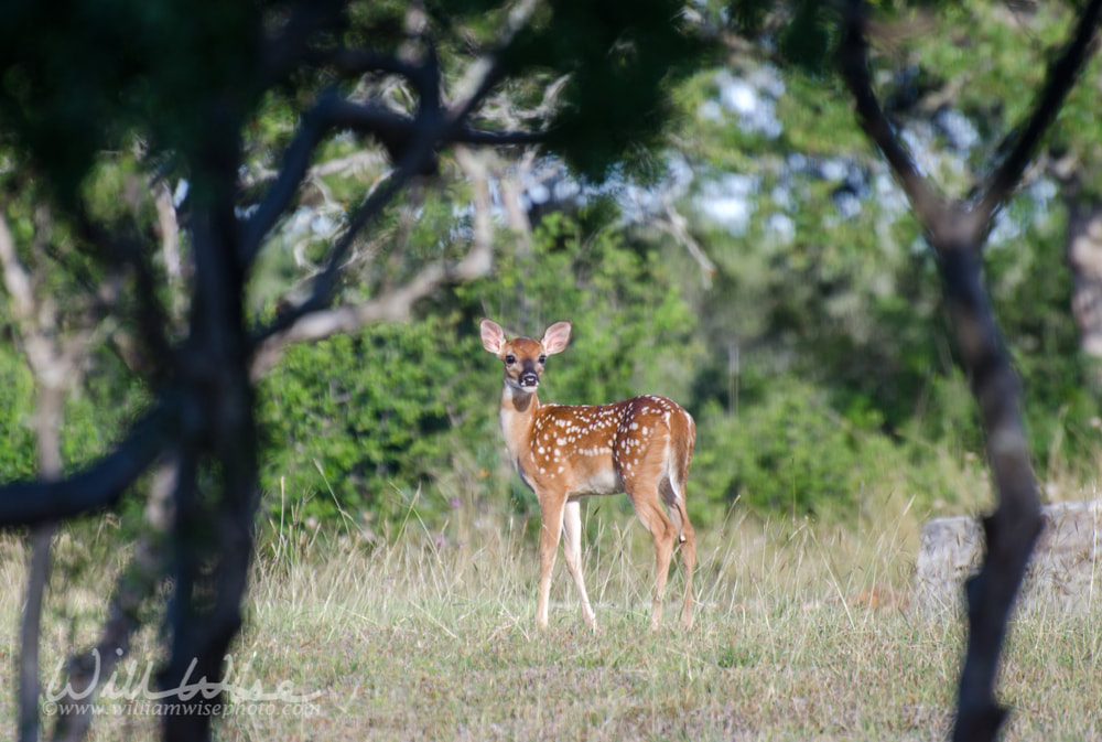Spotted Fawn Deer Picture
