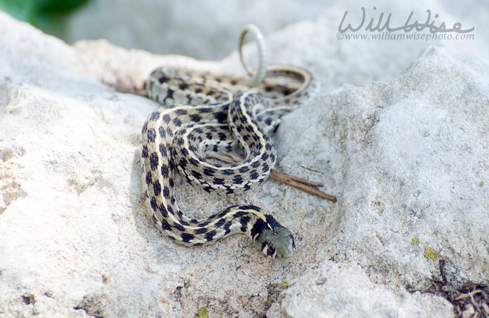 Checkered Garter Snake Picture
