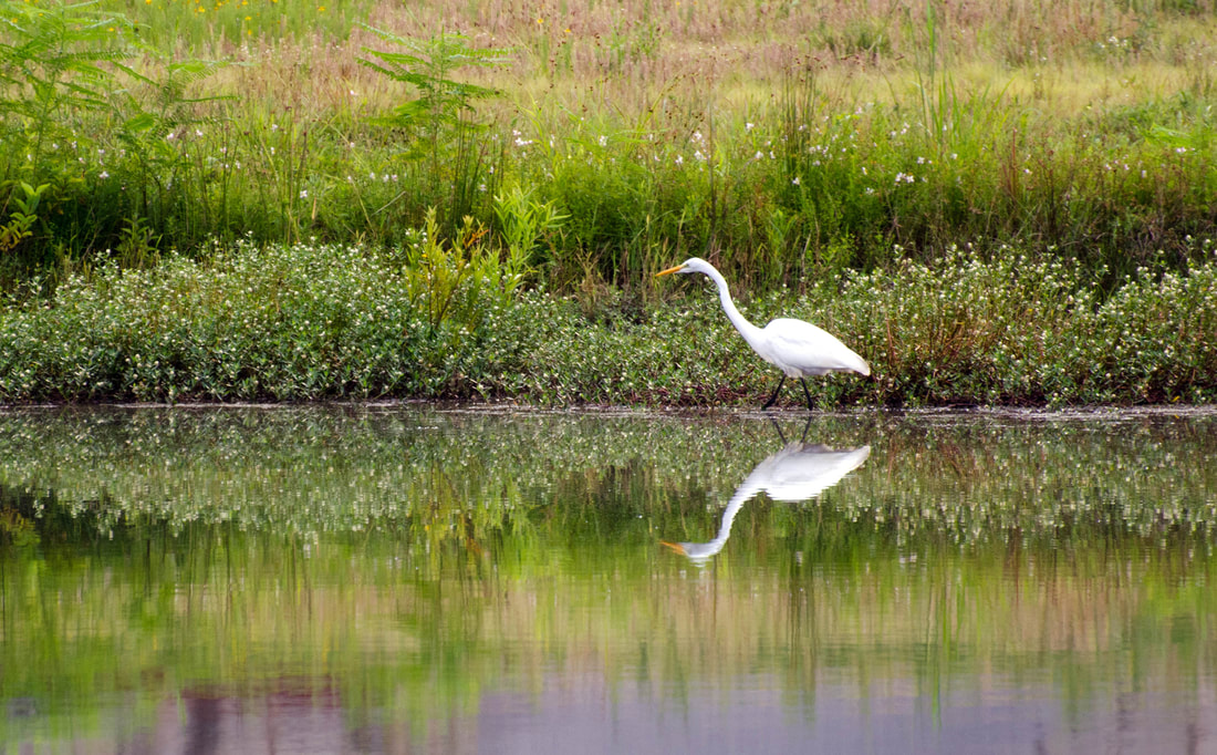 Great Egret Picture