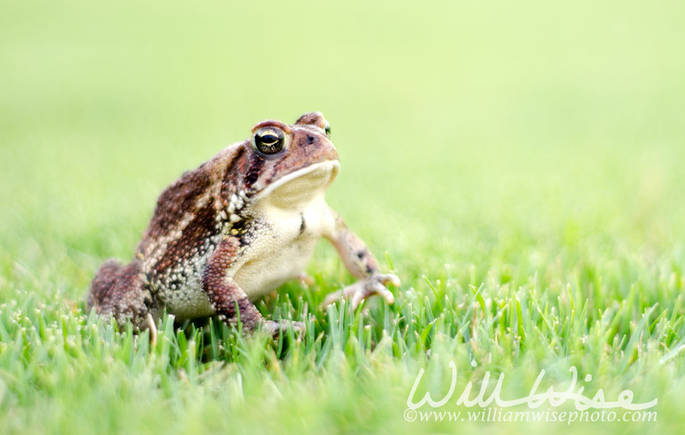 American Toad Picture