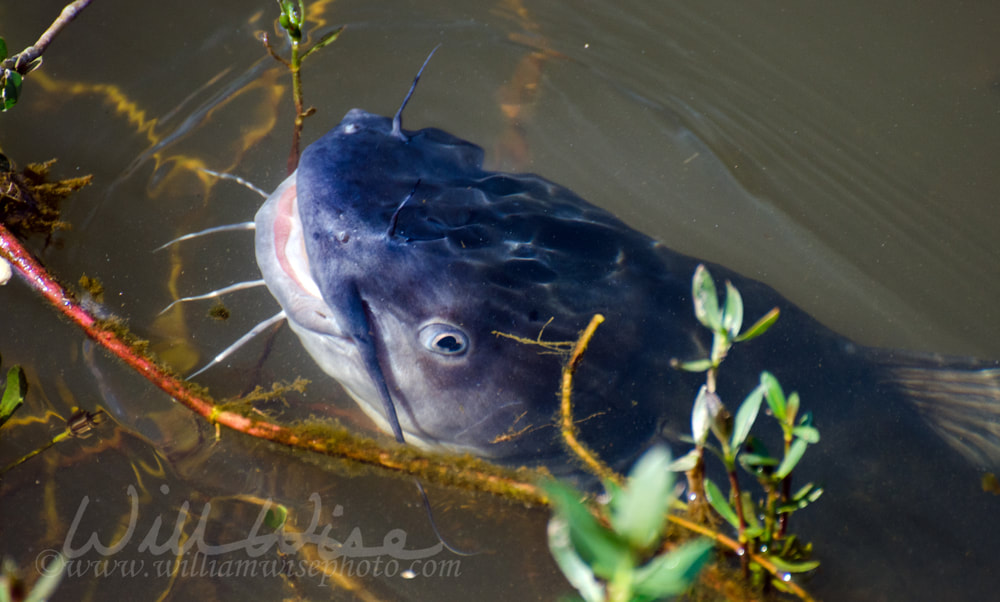 Georgia Blue Catfish Picture