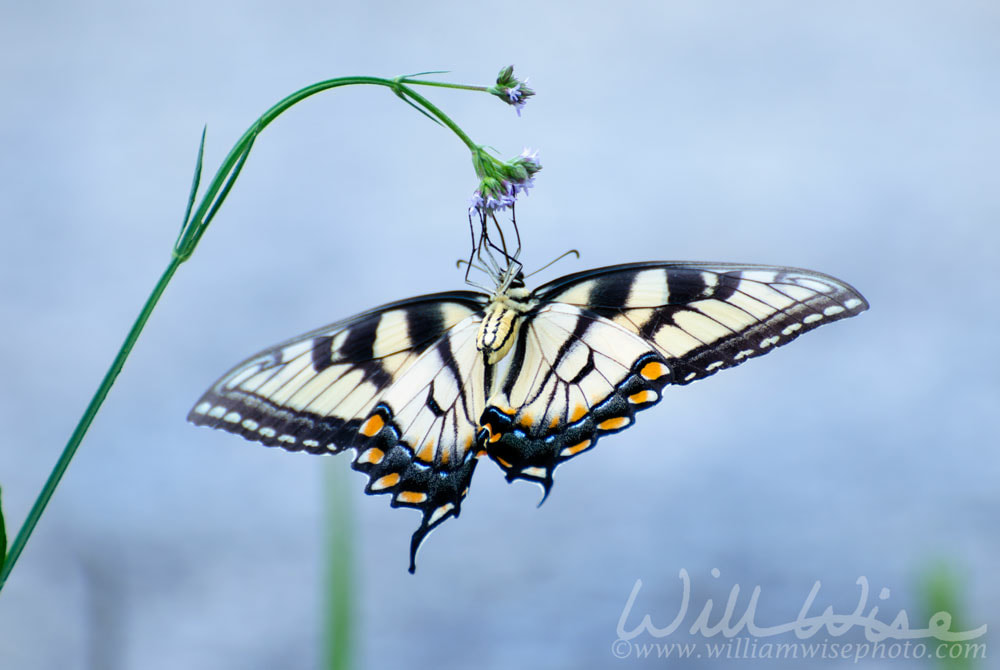 Butterfly Picture