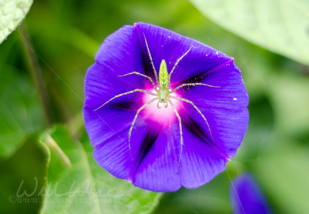 Green Lynx Spider on Purple Morning Glory Picture