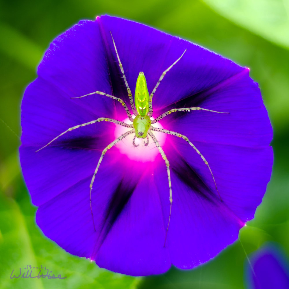 Green Lynx Spider on Purple Morning Glory Picture