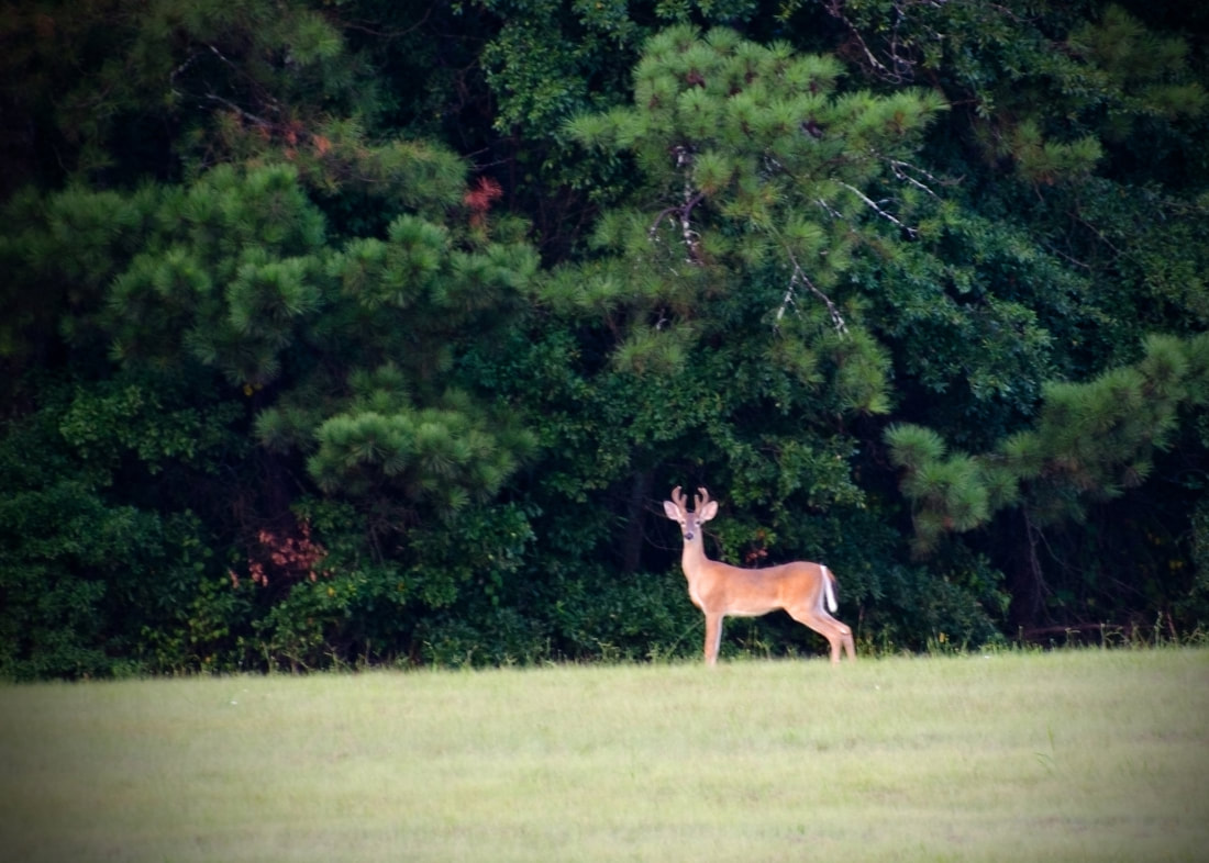 Whitetailed Deer Buck Picture