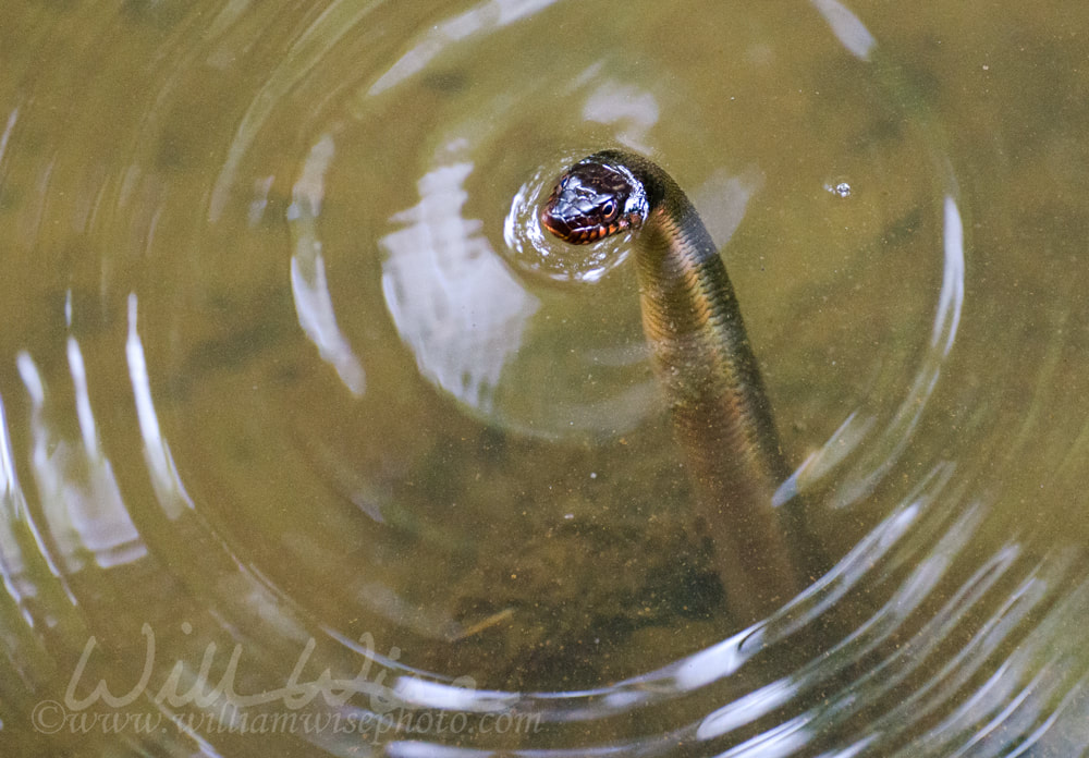 Red Bellied Water Snake Picture