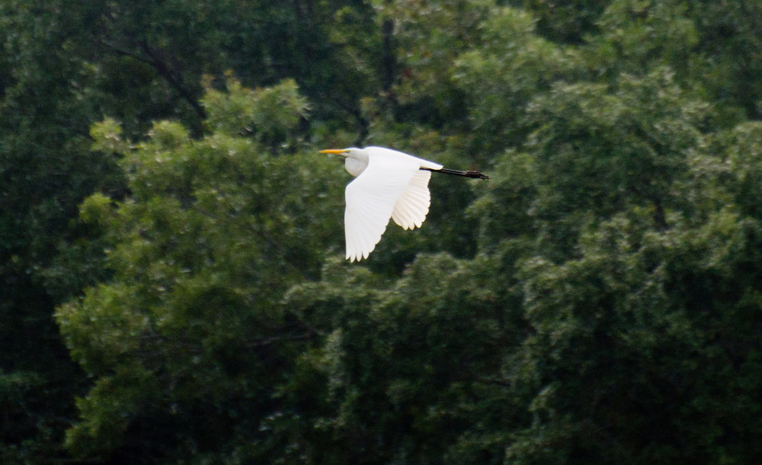 Great Egret Picture