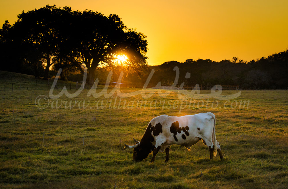 Texas Longhorn Cow at Sunset, Texas Hill Country Picture