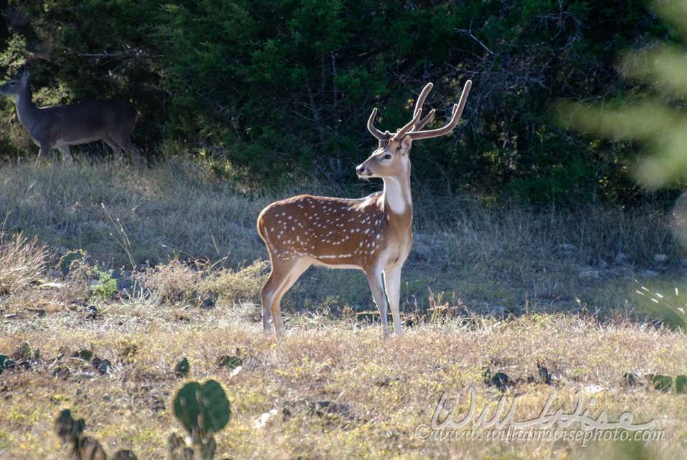 Chital Axis Deer, Driftwood Texas Picture