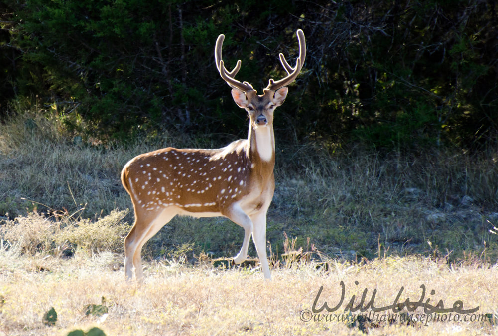 Axis Deer Chital Buck, velvet antlers, Texas Hill Country Picture