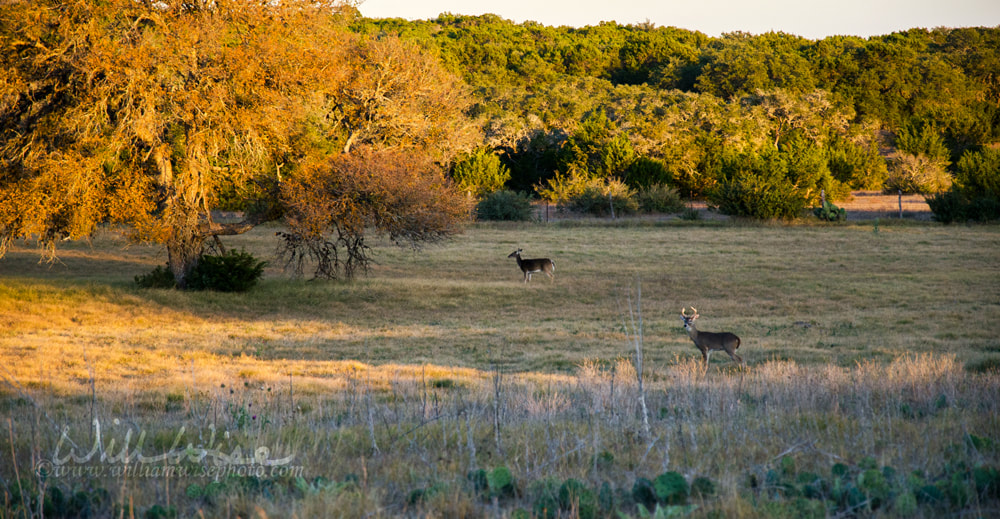 Deer in Texas Hill Country pasture, Driftwood Texas Picture