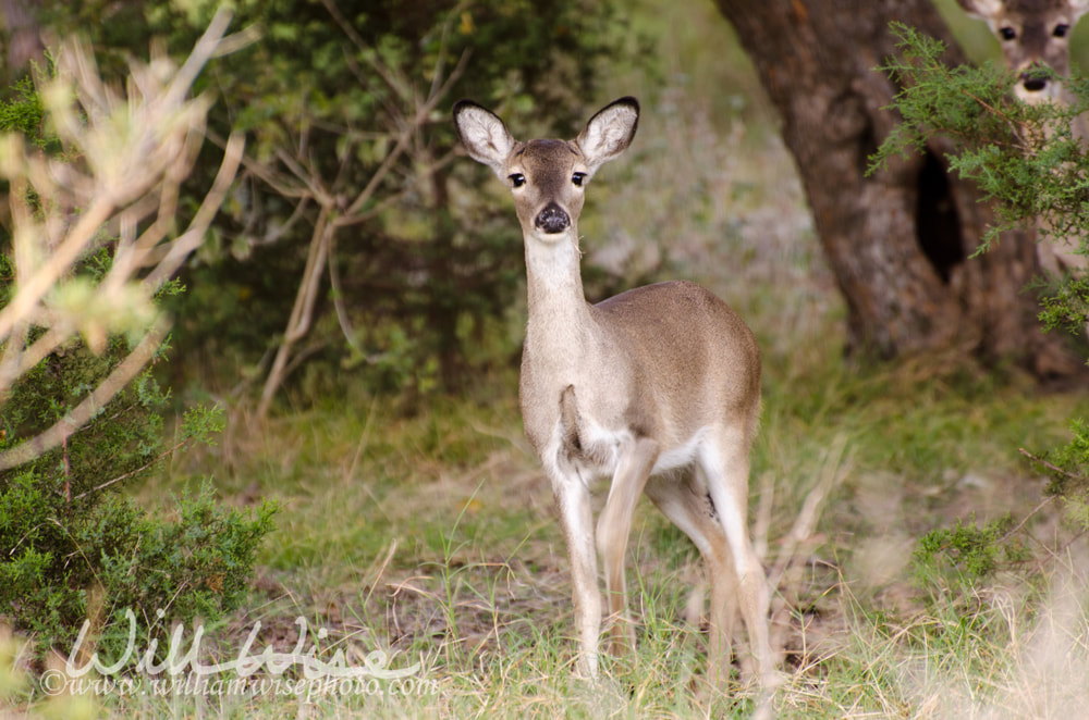 White-tailed Deer fawn in Driftwood, Texas. Texas Hill Country Trail Picture