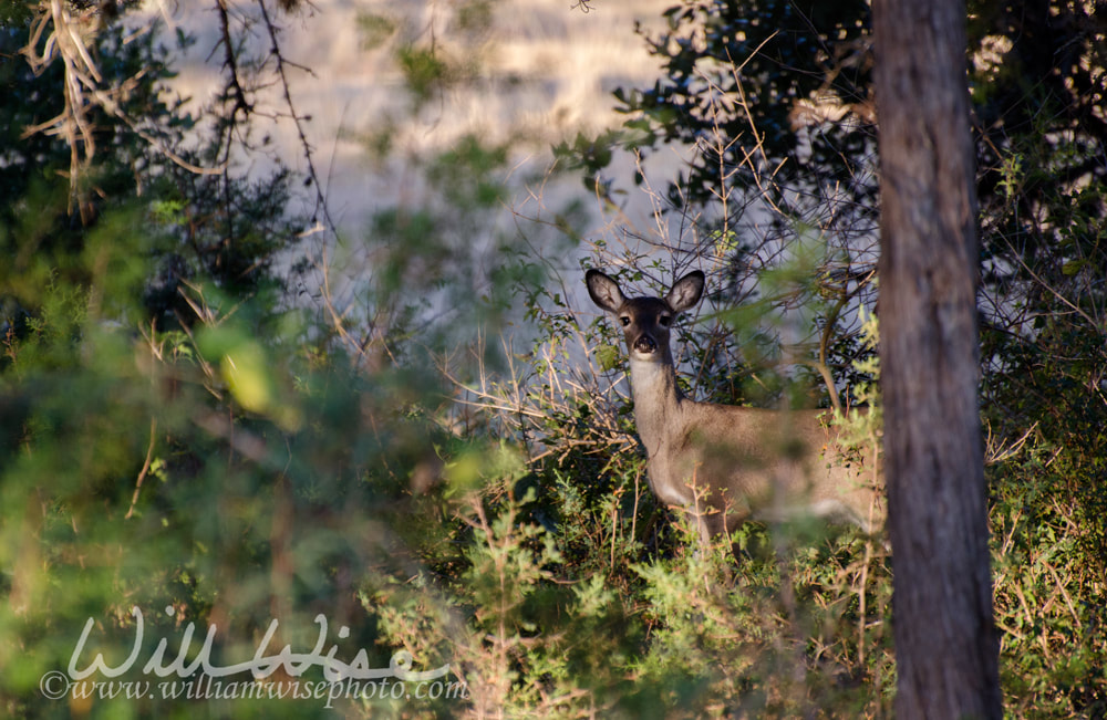 Whitetailed Deer fawn, Driftwood Texas Picture