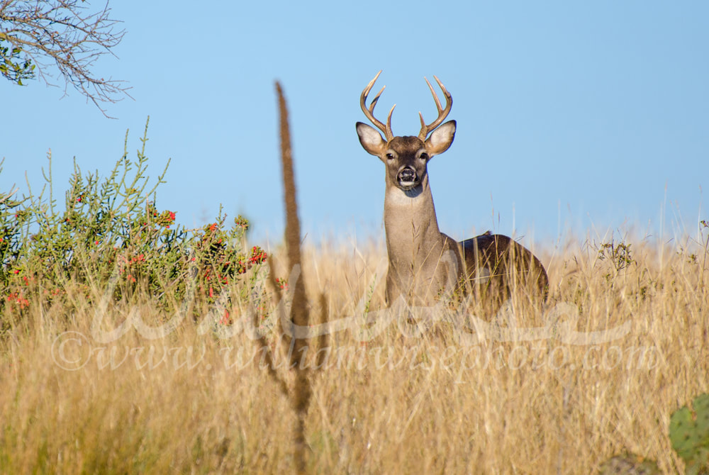 White-tailed Deer Buck, Texas Hill Country Picture