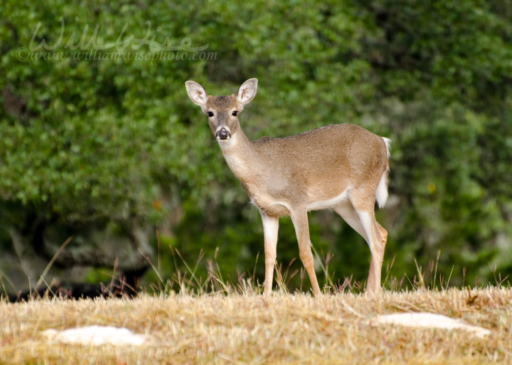 White-tailed Deer fawn, Texas Hill Country Picture