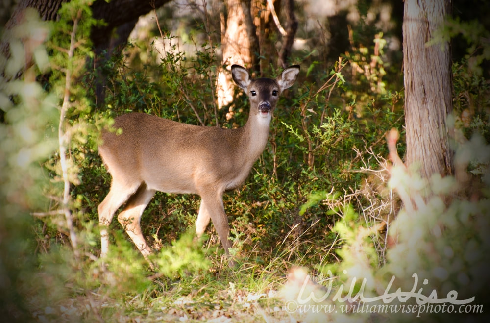 Whitetailed Deer fawn, Texas Hill Country Picture