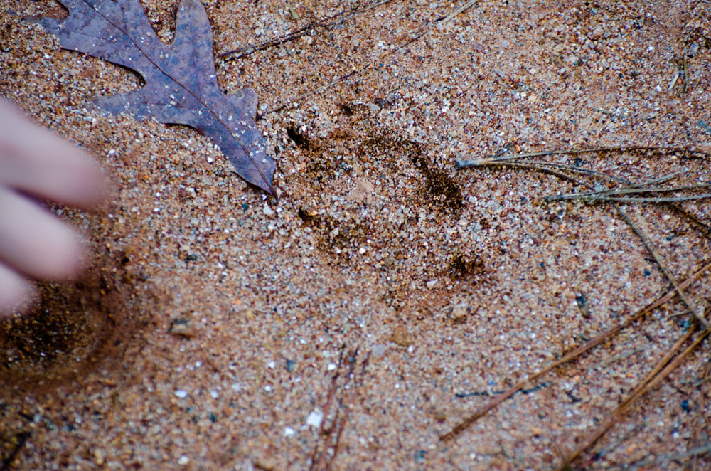 Coyote Track Picture