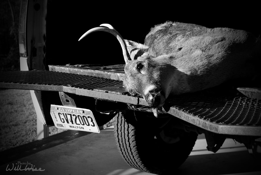 Dead Deer on Pickup Truck Picture