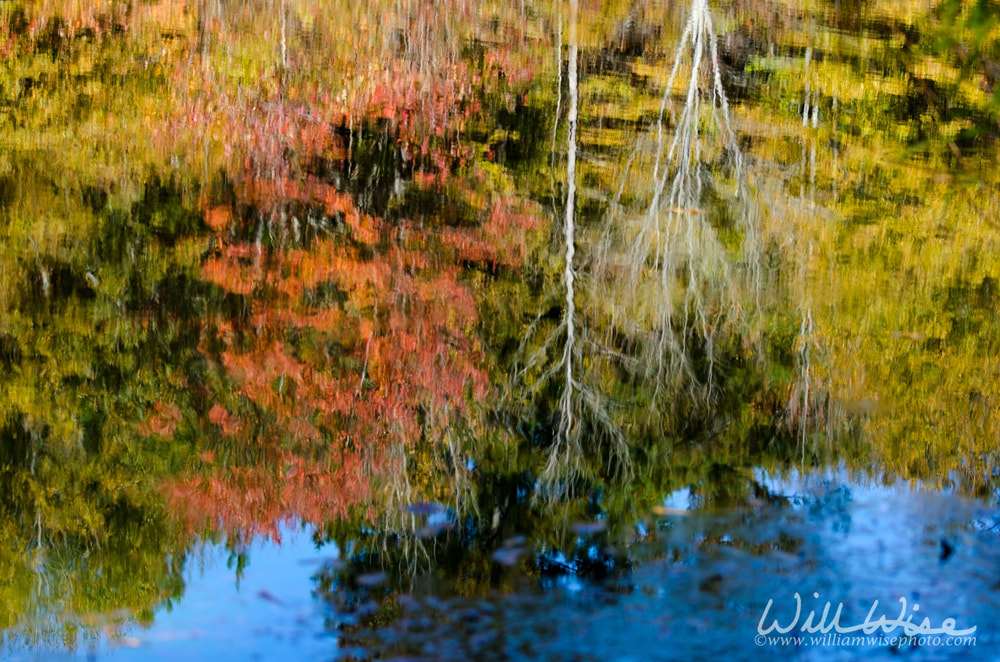 Fall leaf foliage Picture