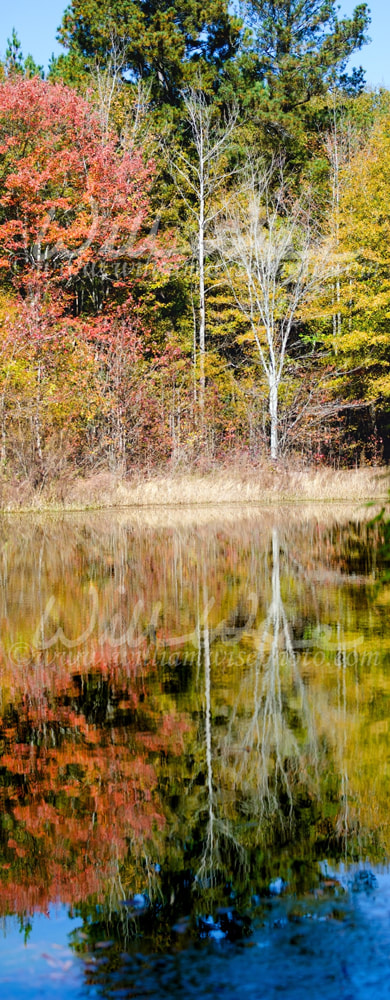 Fall foliage reflecting on a pond Picture