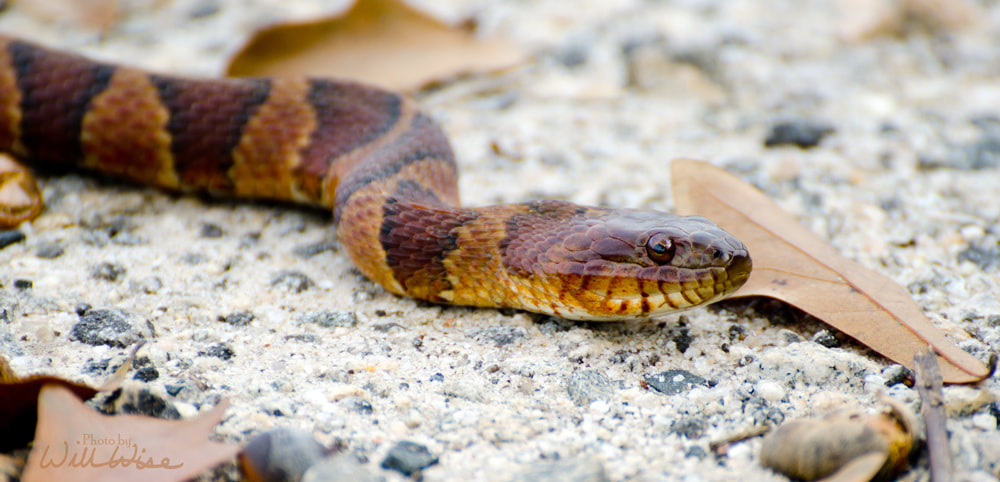 Northern Watersnake Picture