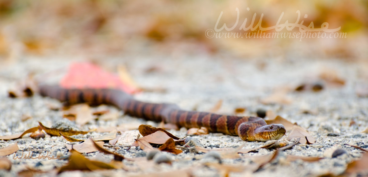 Northern Watersnake Picture