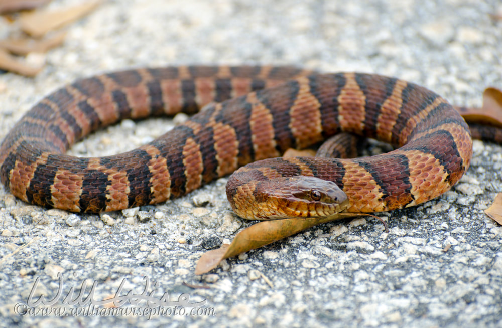 Northern Watersnake Picture