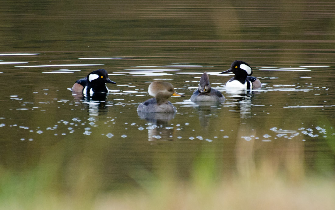 Hooded Merganser Picture