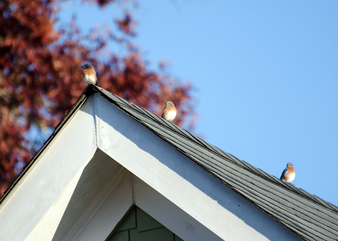 Eastern Bluebird Picture