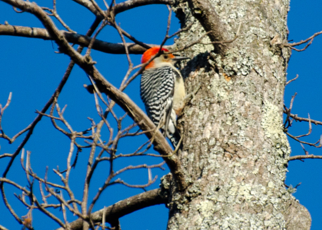 Red Bellied Woodpecker Picture