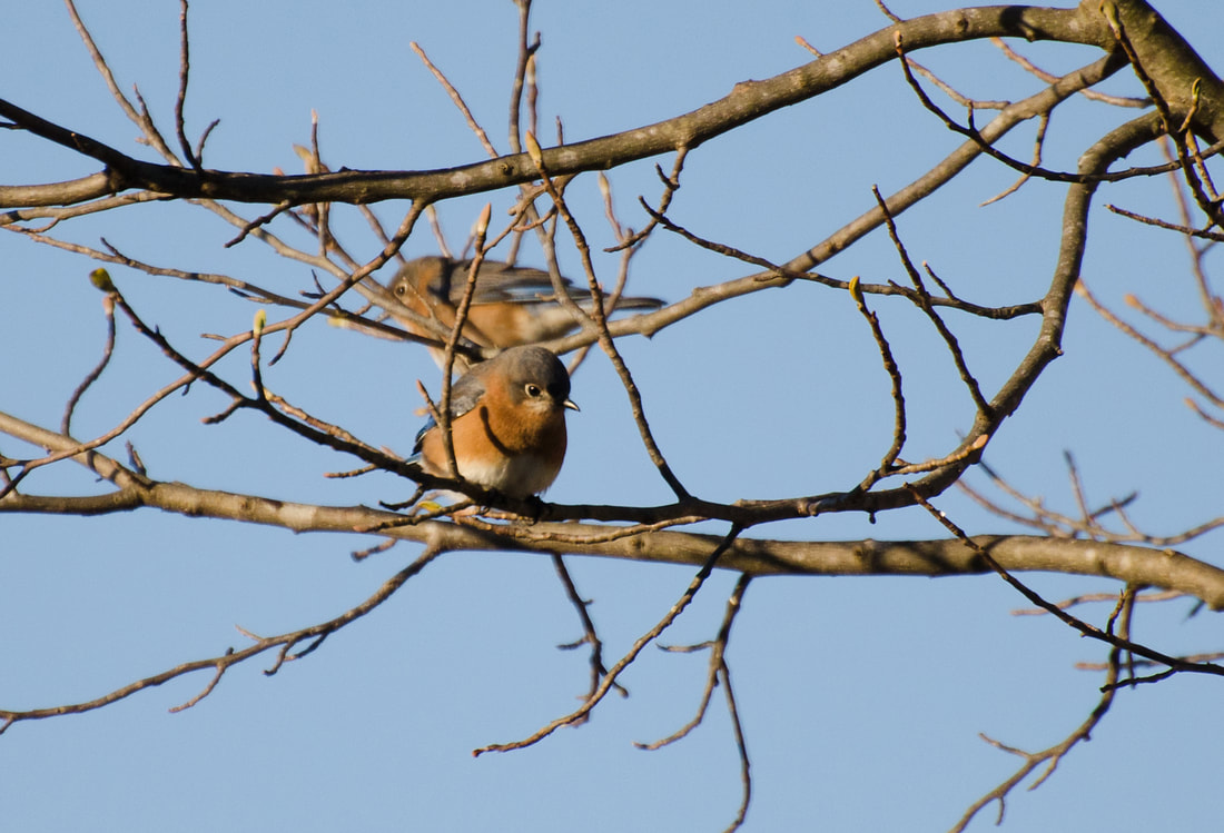 Eastern Bluebird Picture