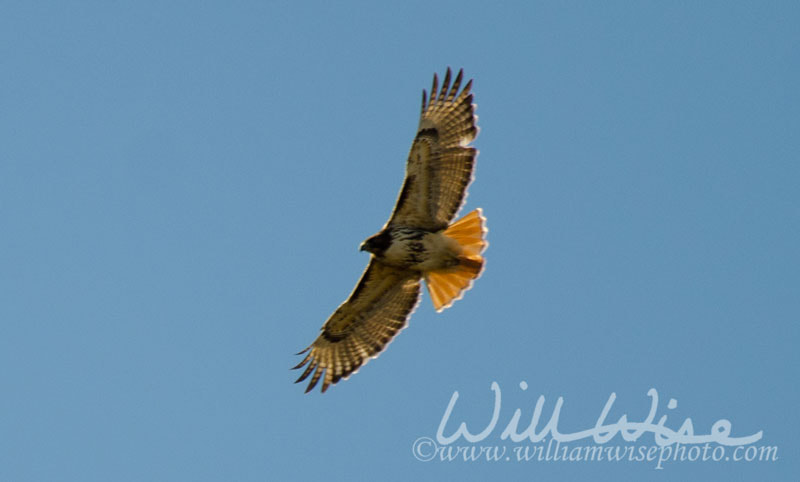 Red Tailed Hawk Picture