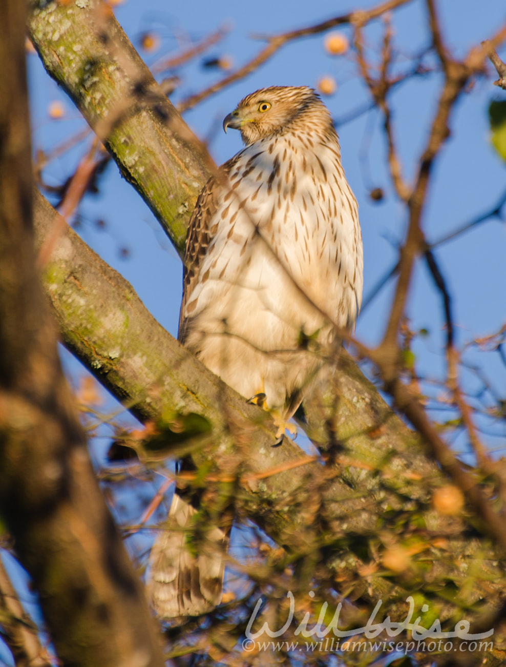 Raptor Coopers Hawk perched Watkinsville Georgia Picture