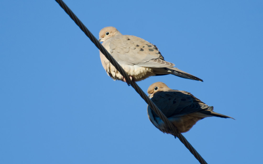 Mourning Dove Picture