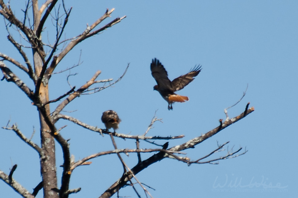 Red Tailed hawk Picture