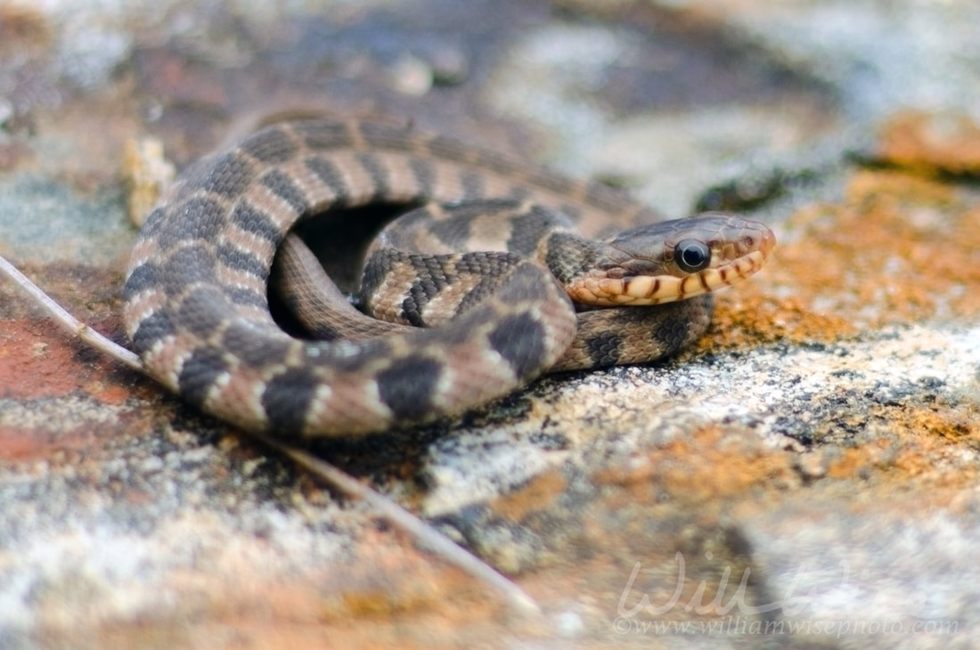 Water Snake Picture