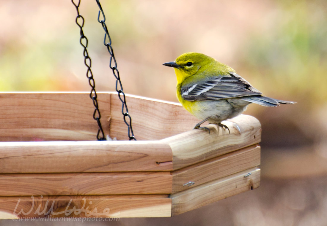 Pine Warbler bird on hanging platform bird feeder Picture